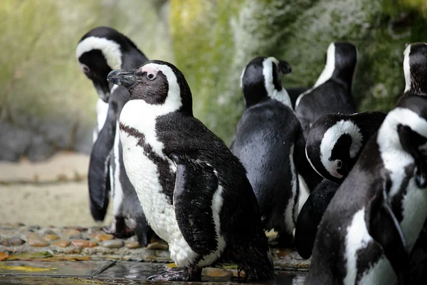 Penguins — Stock Photo, Image