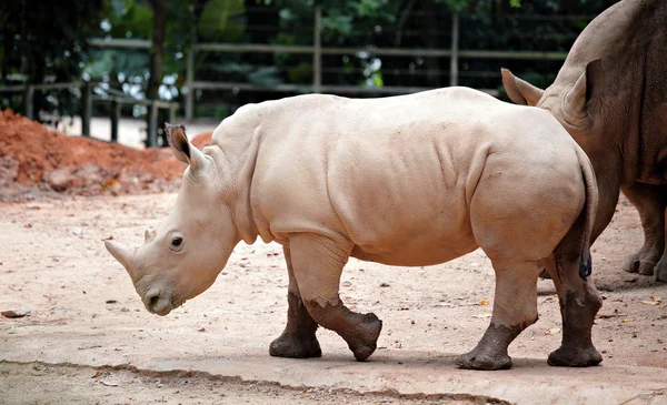 Rinoceronti — Foto Stock
