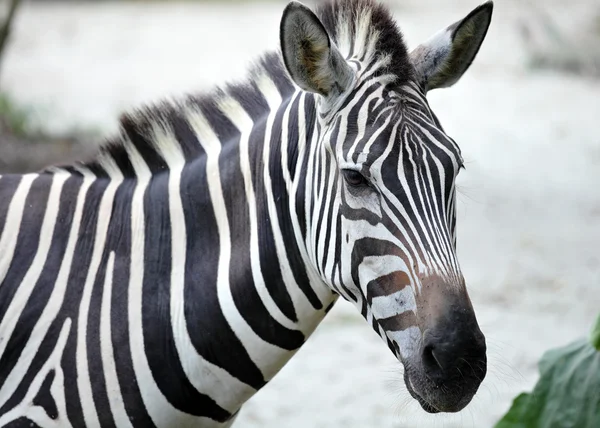 The Zebra — Stock Photo, Image