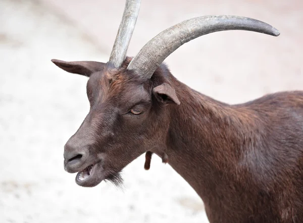 The Goat — Stock Photo, Image