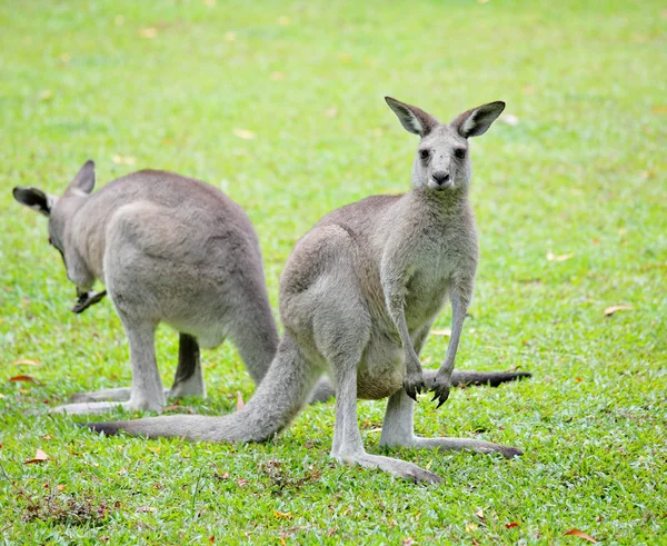 Gri kanguru — Stok fotoğraf