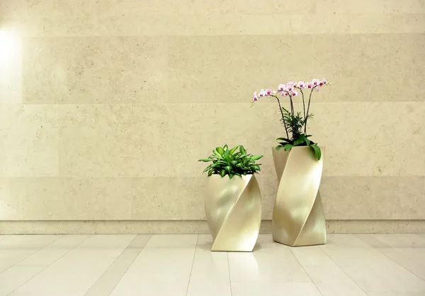 Beautiful orchid in lobby — Stock Photo, Image