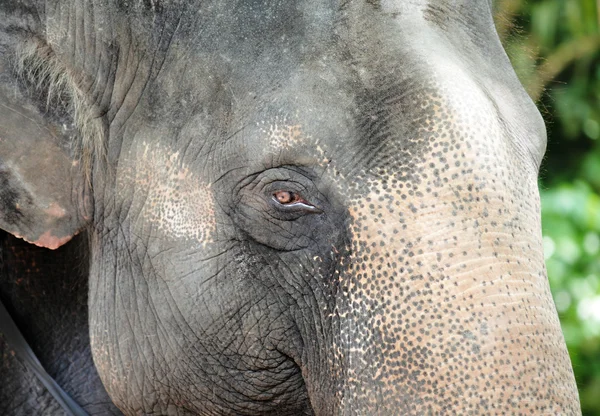 stock image Elephant close up