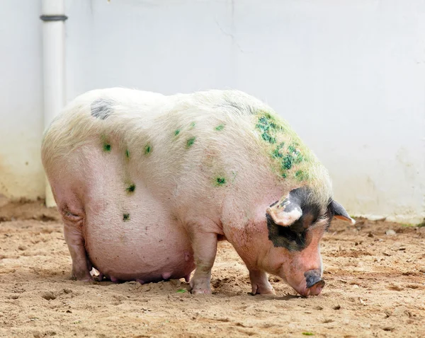 Großes Schwein — Stockfoto