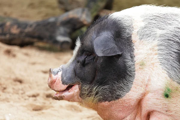 The Pig — Stock Photo, Image