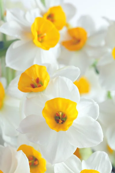 Narzissenblüten — Stockfoto