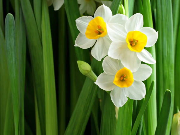 Narcissus flowers — Stock Photo, Image