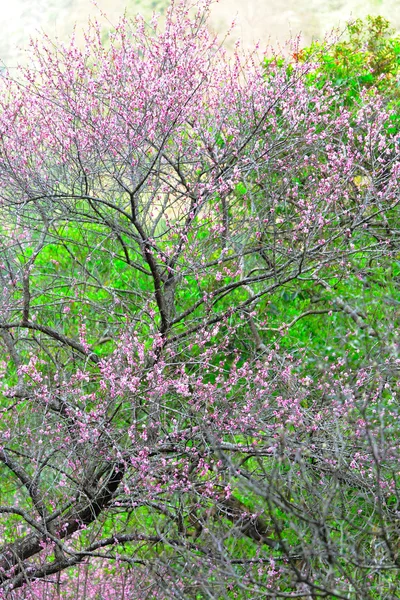 Blüht zur Frühlingszeit im Wald — Stockfoto