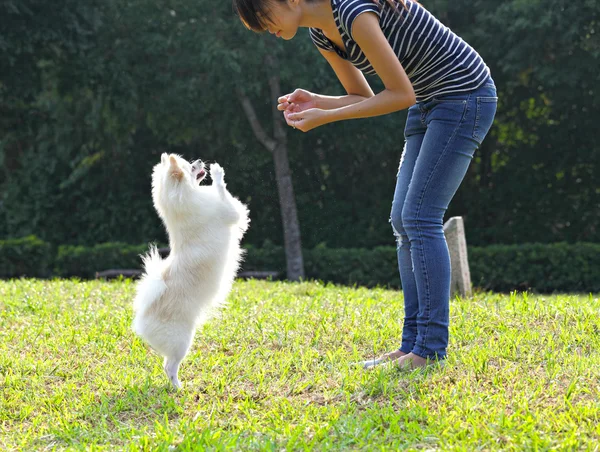 Mujer entrenando a su perro — Foto de Stock