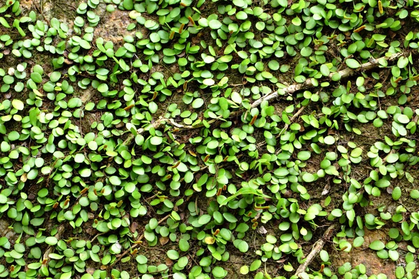 Groene plant op de muur — Stockfoto