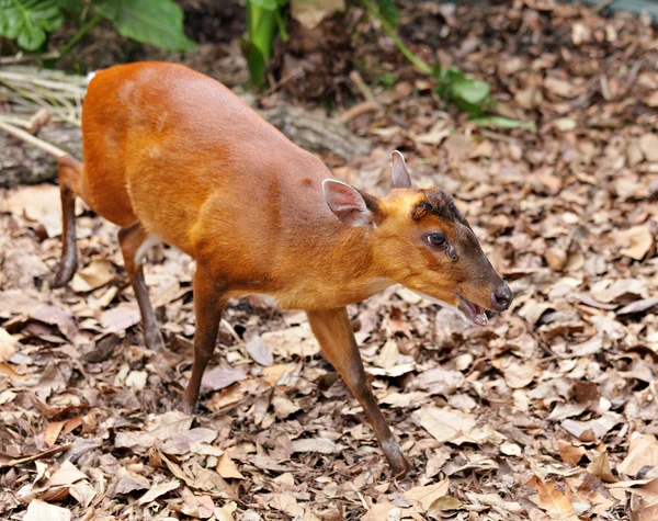 stock image Indian Muntjac