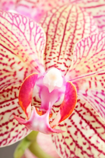 Orkideblomst – stockfoto