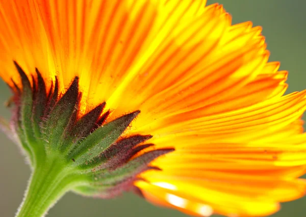 Květina oranžová barva v zblízka — Stock fotografie