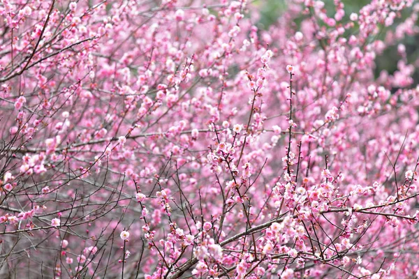 Pflaumenblüte — Stockfoto
