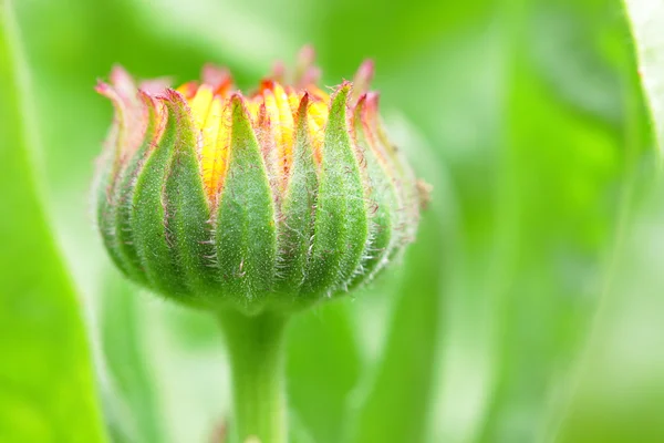 Bud flower in the begining of the flowering — Stock Photo, Image