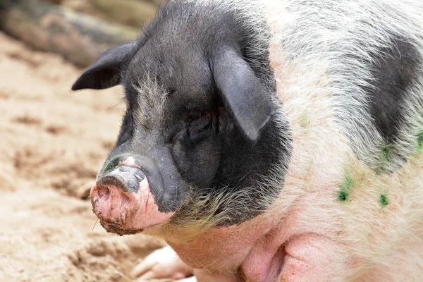 Das Schwein — Stockfoto