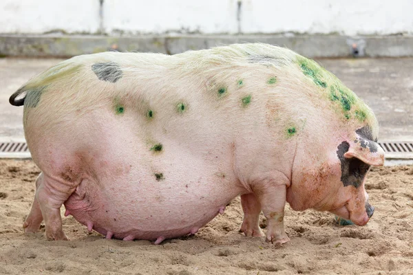 O Porco — Fotografia de Stock