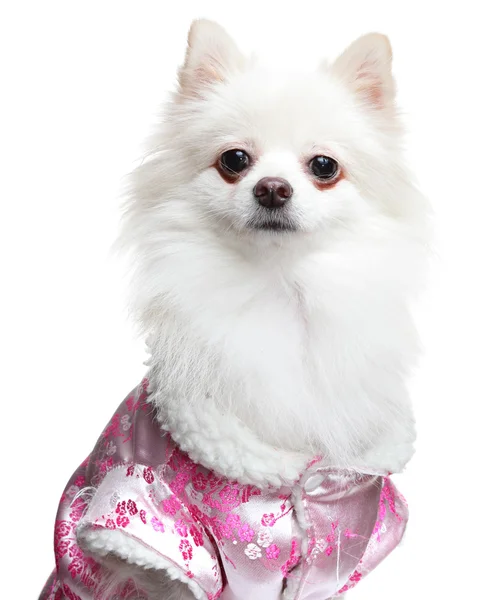 Pomeranian spitz köpek