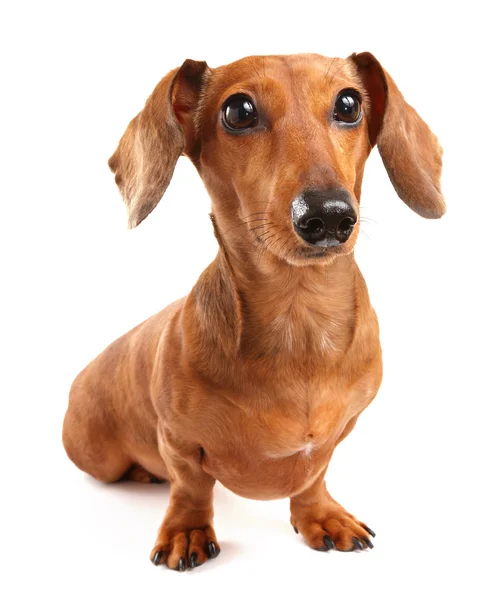 Cão dachshund — Fotografia de Stock