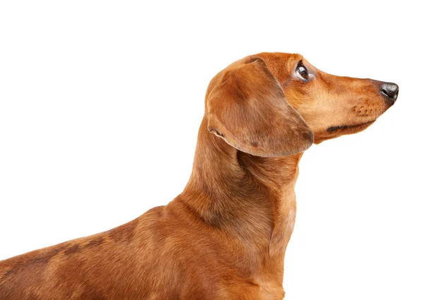 Kısa saçlı dachshund köpek — Stok fotoğraf