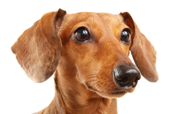Perro de pelo corto dachshund —  Fotos de Stock