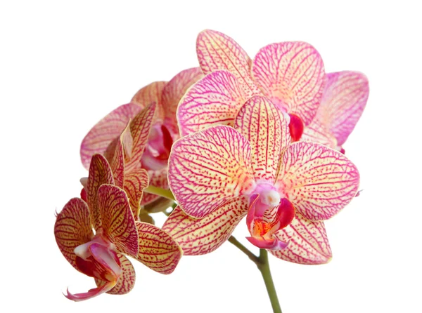 Orchid flower Royalty Free Stock Photos