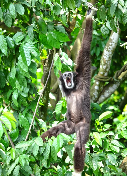 Мавпа на дереві — стокове фото