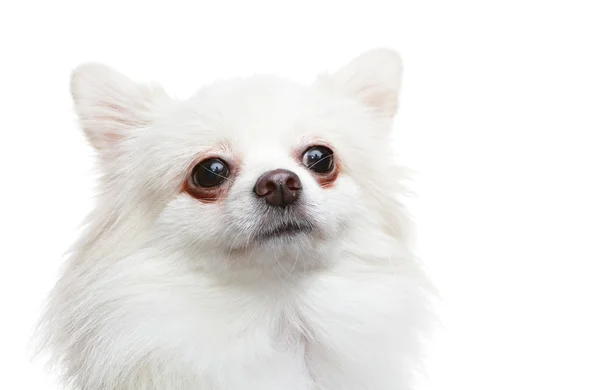Белая померанская собака — стоковое фото