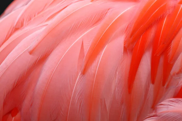 stock image Red feather background