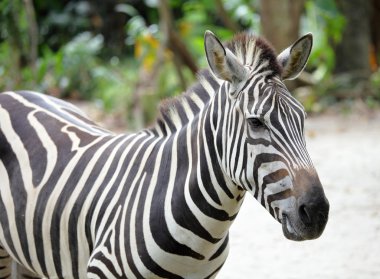 Zebra