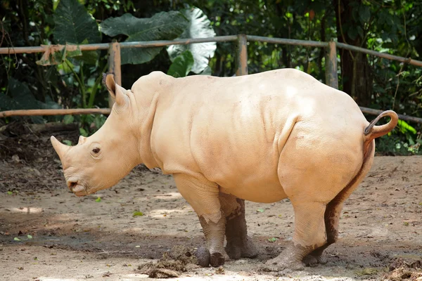 El rinoceronte — Foto de Stock