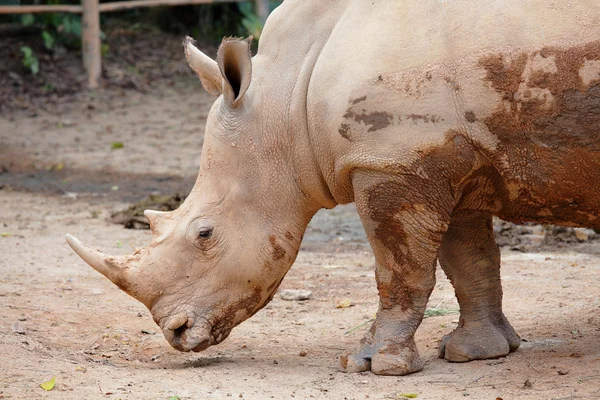 Il Rhino — Foto Stock