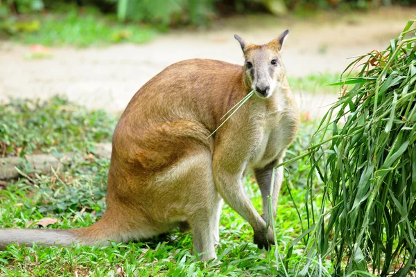 Gri kanguru — Stok fotoğraf