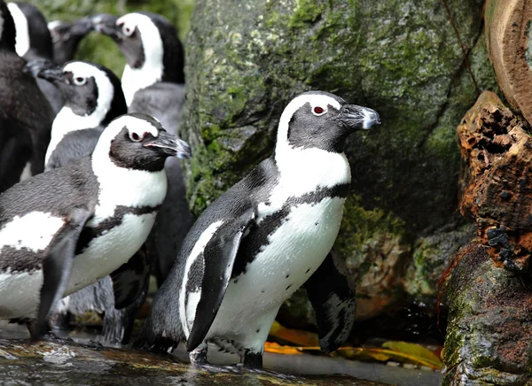 Πιγκουίνοι — Φωτογραφία Αρχείου