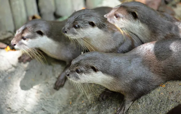 Stock image Oriental Short Clawed Otters