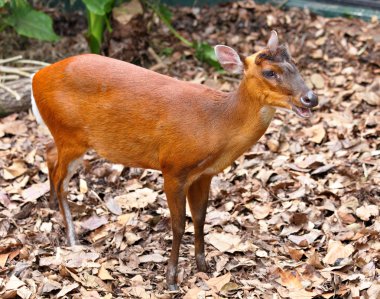 Indian muntjac clipart
