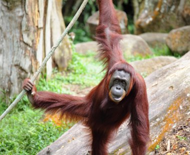 orangutan