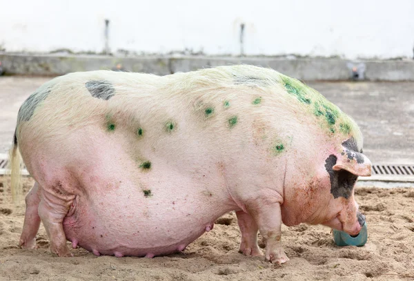 The Pig — Stock Photo, Image