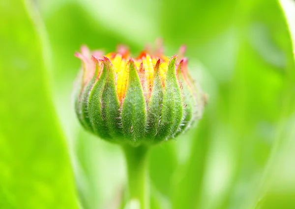 Bud flower in the beginning of the flowering — Stock Photo, Image