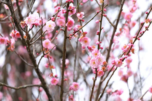 Plum flower blossom — Stock Photo, Image