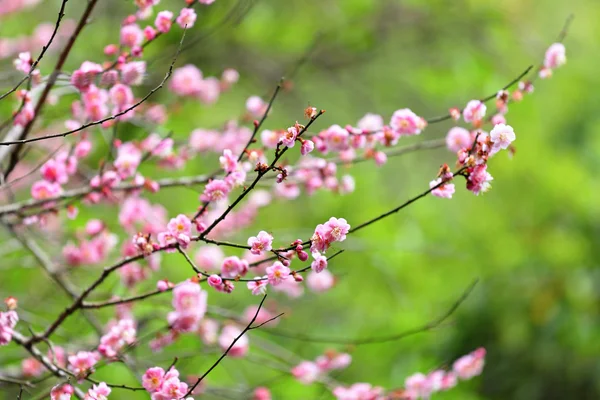 Plum bloem bloeien — Stockfoto