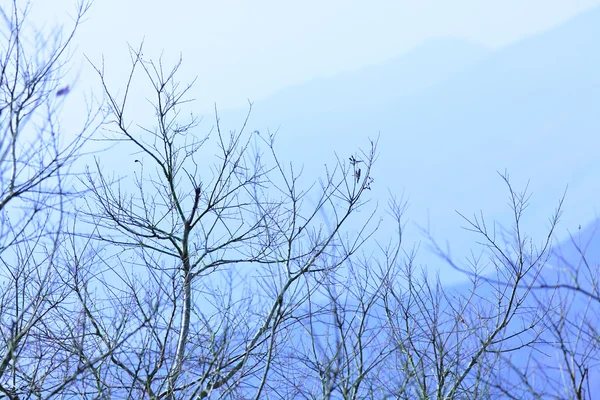 stock image Tree and mountain in winter blue