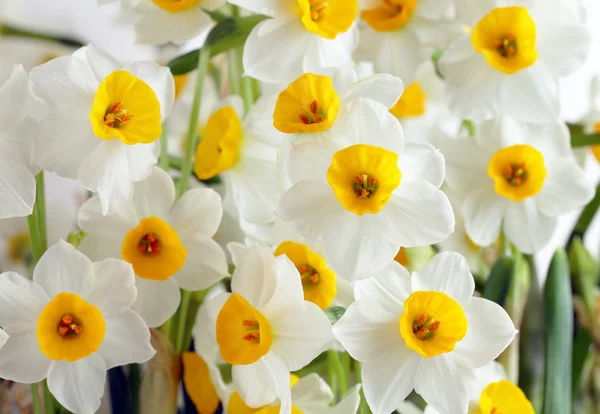 Narcisse fleur — Photo