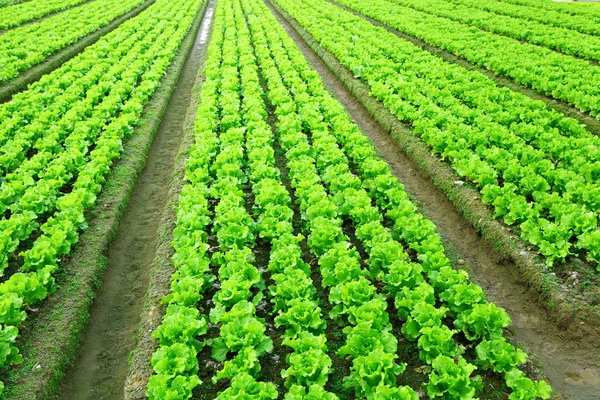 Salatpflanze auf dem Feld — Stockfoto