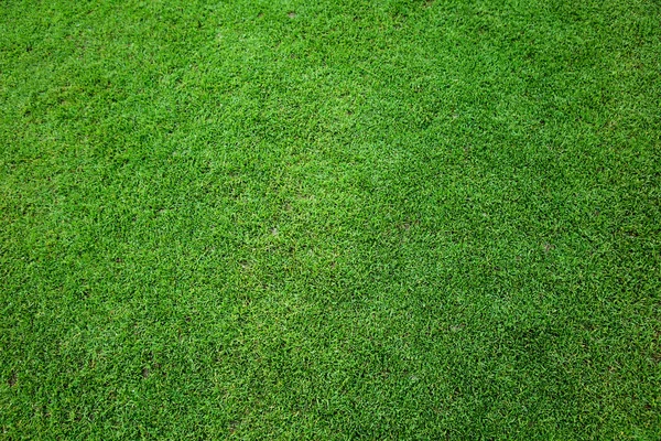 Feld mit frischem Gras — Stockfoto