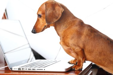 Dog using laptop clipart