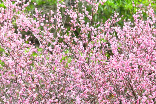 Plommon blomma blomma — Stockfoto