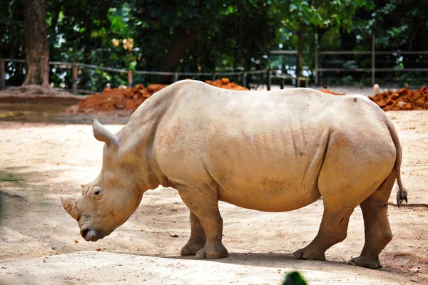 Rhino — Stockfoto