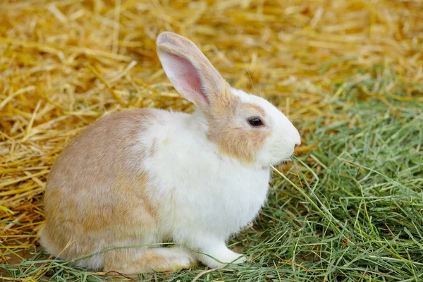 Kaninchen — Stockfoto