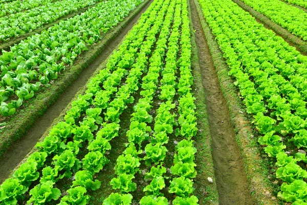 Reihen frisch gepflanzter Salat — Stockfoto